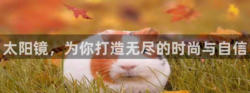 新宝5 代理